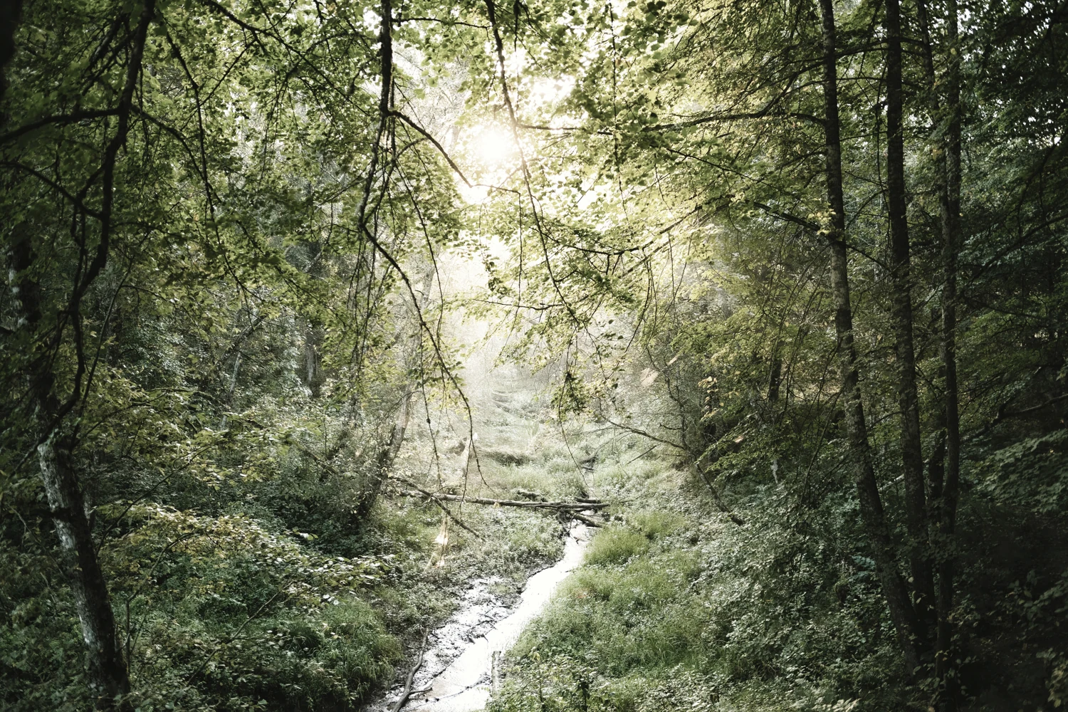 Sunlight filtering through trees over a woodland creek